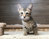 египетская мау котенок